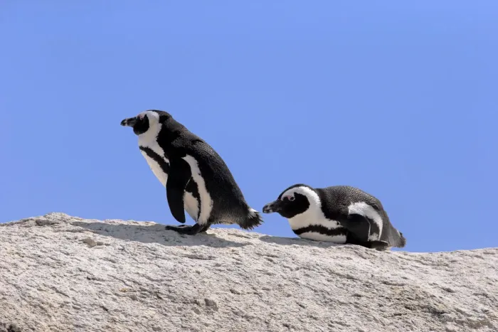 Framed Print : African Penguins -Spheniscus demersus-, pair on rocks, Boulders Beach, Simons Town, Western Cape, South Africa