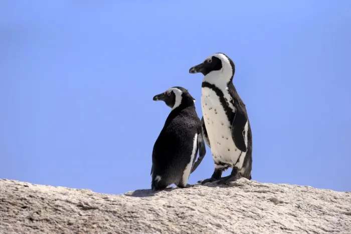 Framed Print : African Penguins -Spheniscus demersus-, pair on rocks, Boulders Beach, Simons Town, Western Cape, South Africa Framed Print : African Penguins -Spheniscus demersus-, pair on rocks, Boulders Beach, Simons Town, Western Cape, South Africa