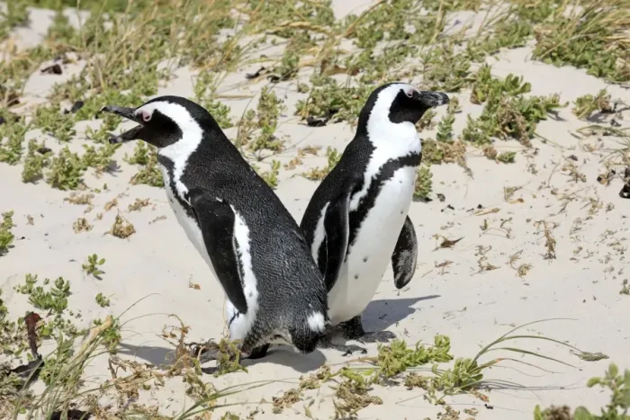 Framed Print : African Penguins -Spheniscus demersus-, pair at their breeding ground, Boulders Beach, Simons Town, Western Cape, South Africa