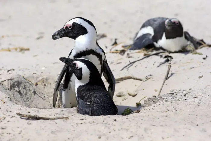 Framed Print : African Penguins -Spheniscus demersus-, pair at nest hole, Boulders Beach, Simons Town, Western Cape, South Africa Framed Print : African Penguins -Spheniscus demersus-, pair at nest hole, Boulders Beach, Simons Town, Western Cape, South Africa