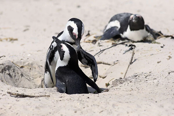 African Penguins -Spheniscus demersus-, pair at nest hole, Boulders Beach, Simons Town, Western Cape, South Africa