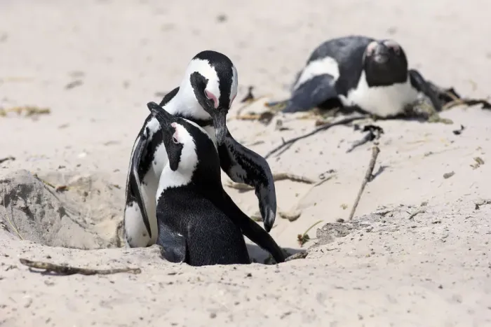 Framed Print : African Penguins -Spheniscus demersus-, pair at nest hole, Boulders Beach, Simons Town, Western Cape, South Africa Framed Print : African Penguins -Spheniscus demersus-, pair at nest hole, Boulders Beach, Simons Town, Western Cape, South Africa