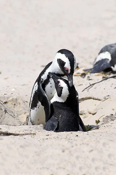 African Penguins -Spheniscus demersus-, pair at nest hole, Boulders Beach, Simons Town, Western Cape, South Africa