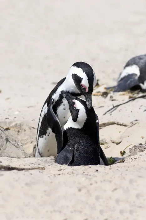 Framed Print : African Penguins -Spheniscus demersus-, pair at nest hole, Boulders Beach, Simons Town, Western Cape, South Africa Framed Print : African Penguins -Spheniscus demersus-, pair at nest hole, Boulders Beach, Simons Town, Western Cape, South Africa