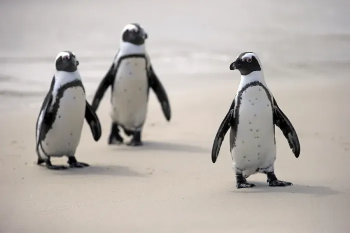 Framed Print : African Penguins -Spheniscus demersus- on the beach, Boulders Beach, Simons Town, Western Cape, South Africa Framed Print : African Penguins -Spheniscus demersus- on the beach, Boulders Beach, Simons Town, Western Cape, South Africa