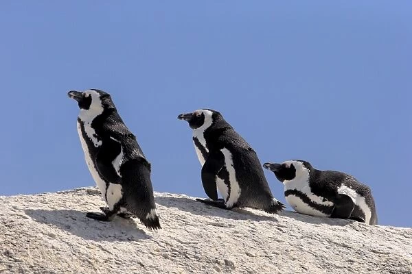 African Penguins -Spheniscus demersus- on rocks, Boulders Beach, Simons Town, Western Cape, South Africa