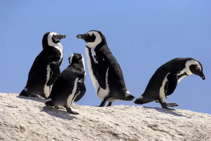 Framed Print : African Penguins -Spheniscus demersus- on rocks, Boulders Beach, Simons Town, Western Cape, South Africa Framed Print : African Penguins -Spheniscus demersus- on rocks, Boulders Beach, Simons Town, Western Cape, South Africa