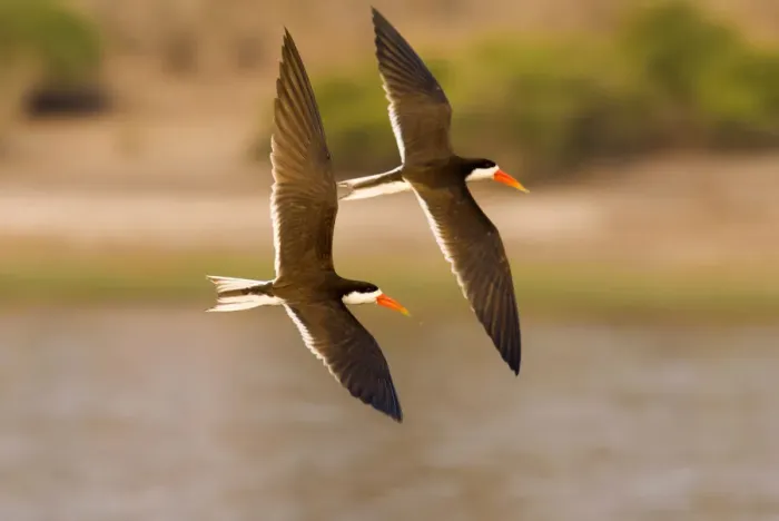 Framed Print : african skimmer, animal themes, bird, botswana, chobe river, clear sky, color image Framed Print : african skimmer, animal themes, bird, botswana, chobe river, clear sky, color image