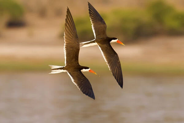african skimmer, animal themes, bird, botswana, chobe river, clear sky, color image