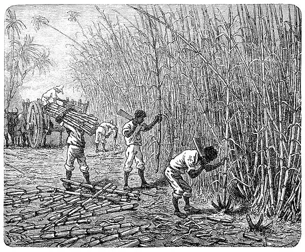 African slaves processing sugar cane
