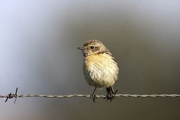 African Stonechat -Saxicola torquata-, female sitting on barbed wire fence, Exdremadura, Spain, Europe