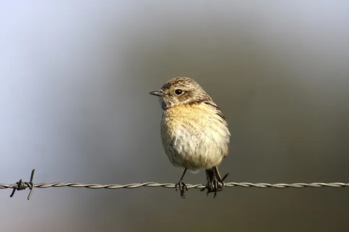 Framed Print : African Stonechat -Saxicola torquata-, female sitting on barbed wire fence, Exdremadura, Spain, Europe Framed Print : African Stonechat -Saxicola torquata-, female sitting on barbed wire fence, Exdremadura, Spain, Europe