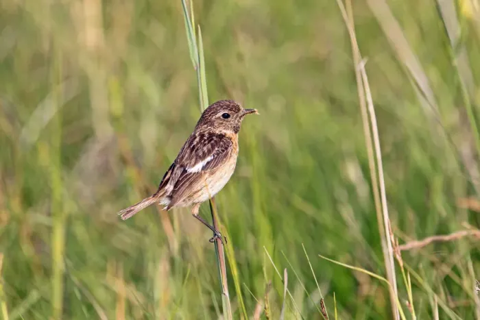 Framed Print : African stonechat -Saxicola torquata-, female in field scenery, Burgenland, Austria, Europe