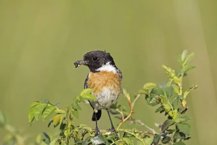 Framed Print : African stonechat -Saxicola torquata-, male with a cross spider, Burgenland, Austria, Europe Framed Print : African stonechat -Saxicola torquata-, male with a cross spider, Burgenland, Austria, Europe