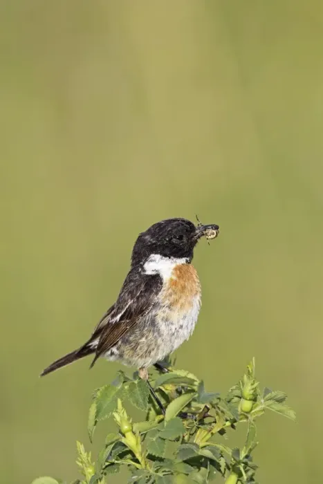 Framed Print : African stonechat -Saxicola torquata-, male with a cross spider, Burgenland, Austria, Europe