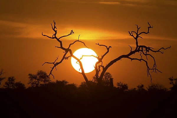 African sunset with a tree silhouette and large orange sun - Kruger National Park South Africa