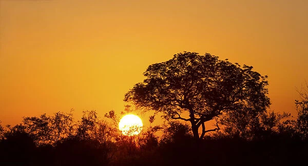 African sunset with a tree silhouette and the large orange sun - Kruger National Park South Africa