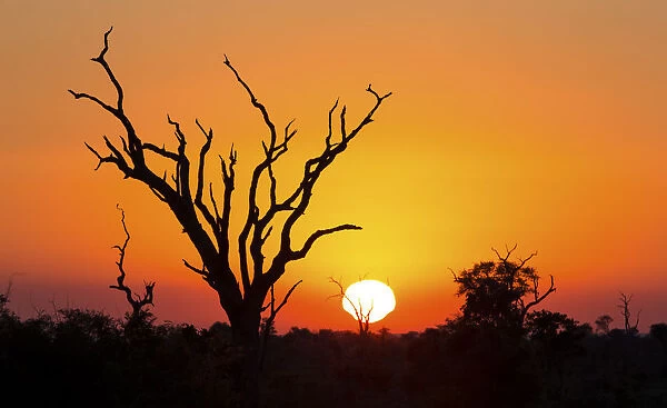 African sunset with a tree silhouette and large orange sun - Kruger National Park, South Africa