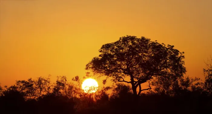 Framed Print : African sunset with a tree silhouette and the large orange sun - Kruger National Park South Africa