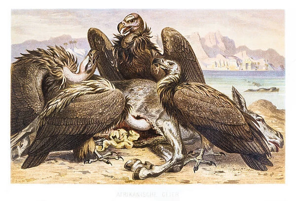 African Vultures engraving 1882