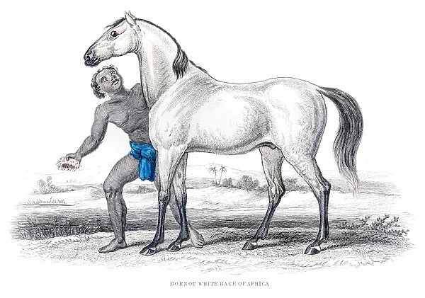 African white race horse 1841