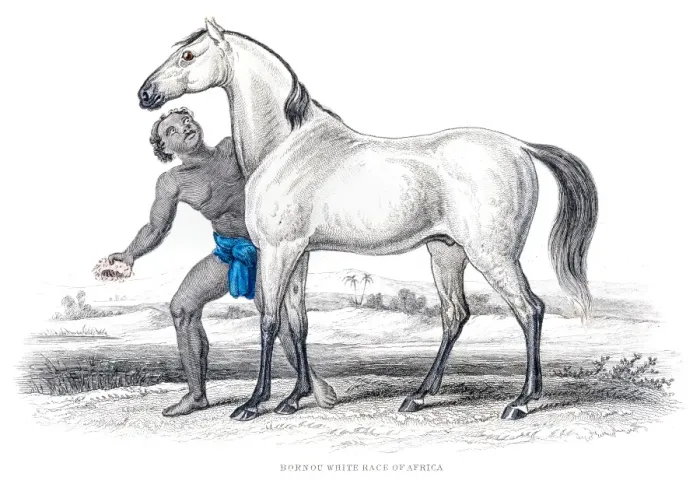Framed Print : African white race horse 1841 Framed Print : African white race horse 1841