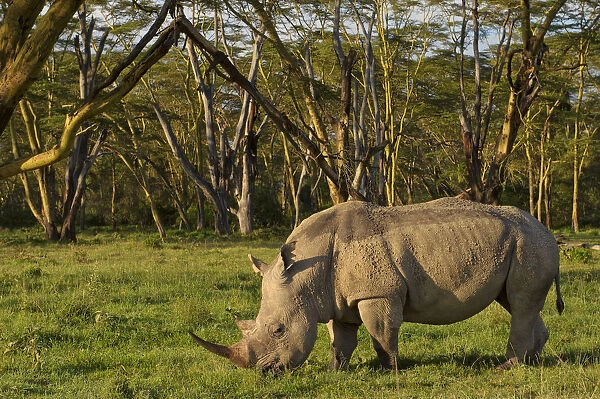 African White rhinoceros (Ceratotherium simum) grazing alone at the golden forest of Fever Trees in Lake Nakuru, Kenya