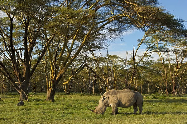 African White rhinoceros (Ceratotherium simum) grazing Alone at the golden forest of Fever Trees in Lake Nakuru, Kenya