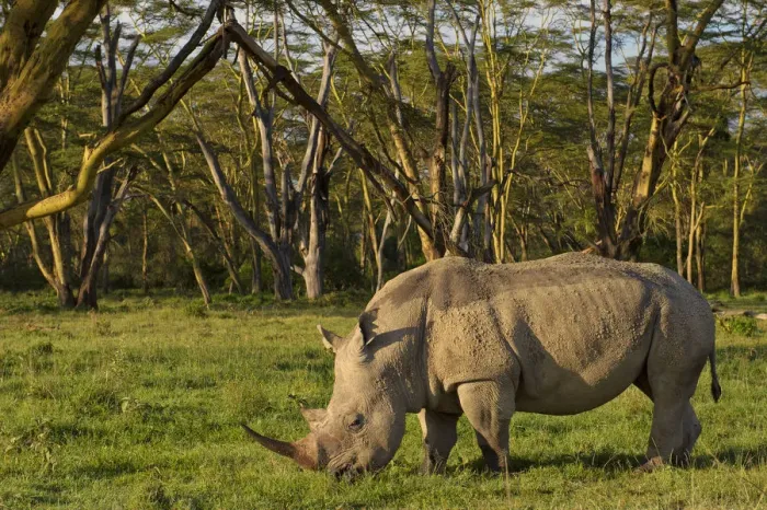 Framed Print : African White rhinoceros (Ceratotherium simum) grazing alone at the golden forest of Fever Trees in Lake Nakuru, Kenya Framed Print : African White rhinoceros (Ceratotherium simum) grazing alone at the golden forest of Fever Trees in Lake Nakuru, Kenya