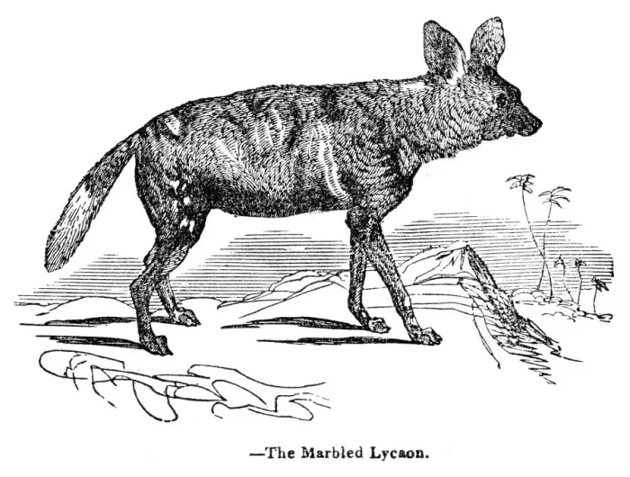 Framed Print : African wild dog engraving 1893 Framed Print : African wild dog engraving 1893