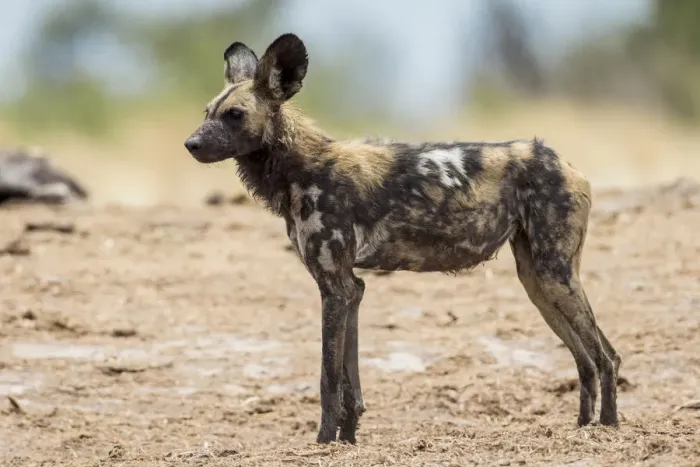 Framed Print : African Wild Dog -Lyacon pictus-, Khaudum National Park, Namibia, Africa