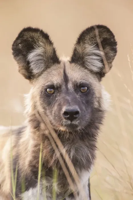Framed Print : African Wild Dog -Lyacon pictus-, Babwata National Park, Caprivi Strip, Namibia, Africa Framed Print : African Wild Dog -Lyacon pictus-, Babwata National Park, Caprivi Strip, Namibia, Africa