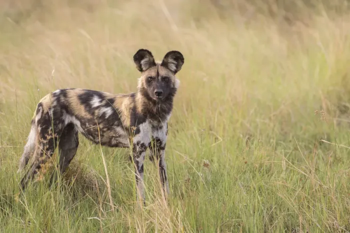 Framed Print : African Wild Dog -Lyacon pictus-, Babwata National Park, Caprivi Strip, Namibia, Africa Framed Print : African Wild Dog -Lyacon pictus-, Babwata National Park, Caprivi Strip, Namibia, Africa