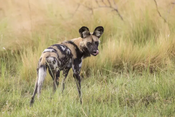 Framed Print : African Wild Dog -Lyacon pictus-, Babwata National Park, Caprivi Strip, Namibia, Africa Framed Print : African Wild Dog -Lyacon pictus-, Babwata National Park, Caprivi Strip, Namibia, Africa