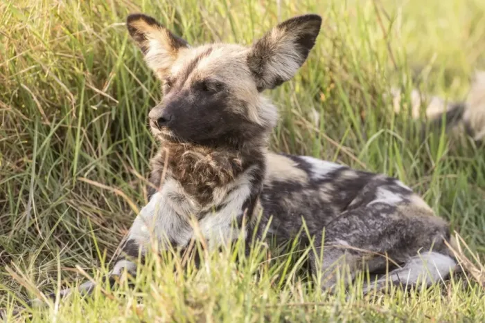 Framed Print : African Wild Dog -Lyacon pictus-, Babwata National Park, Caprivi Strip, Namibia, Africa Framed Print : African Wild Dog -Lyacon pictus-, Babwata National Park, Caprivi Strip, Namibia, Africa