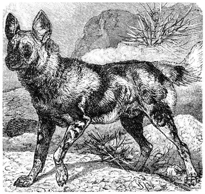 Framed Print : african wild dog, lycaon pictus Framed Print : african wild dog, lycaon pictus