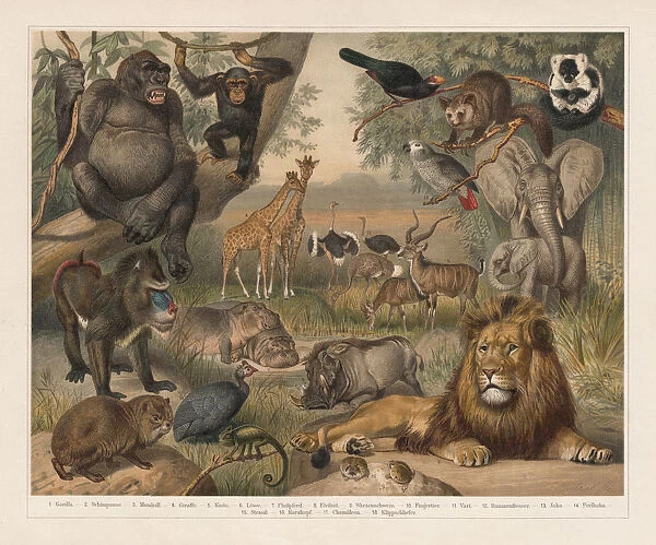 African wildlife, lithograph, published in 1897