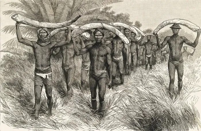 Framed Print : African Workers Carrying Elephant Tusks Framed Print : African Workers Carrying Elephant Tusks