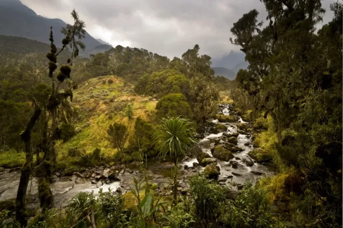 Framed Print : Afro-alpine vegetation in front of river in the Ruwenzori National Park, Kasese, Uganda Framed Print : Afro-alpine vegetation in front of river in the Ruwenzori National Park, Kasese, Uganda