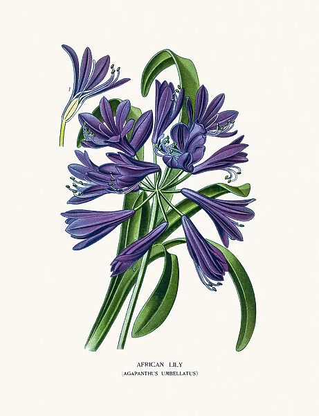 Agapanthus African Lily house plant