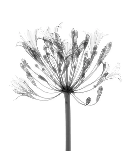 Agapanthus lily (Agapanthus praecox), X-ray