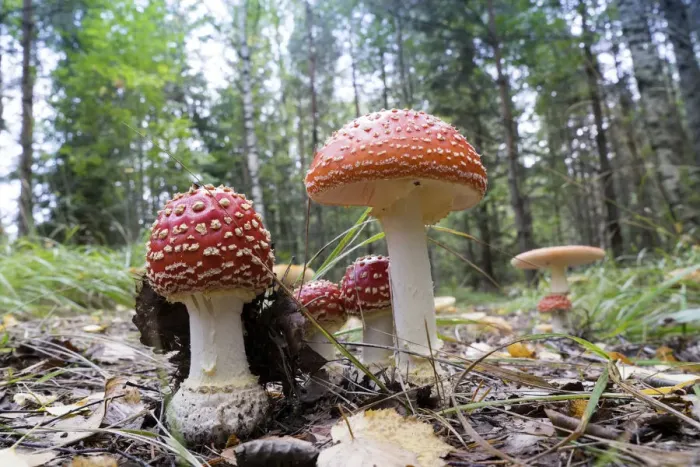 Framed Print : Agaric Mushrooms -Amanita muscaria-, Glaskogen nature reserve, Sweden