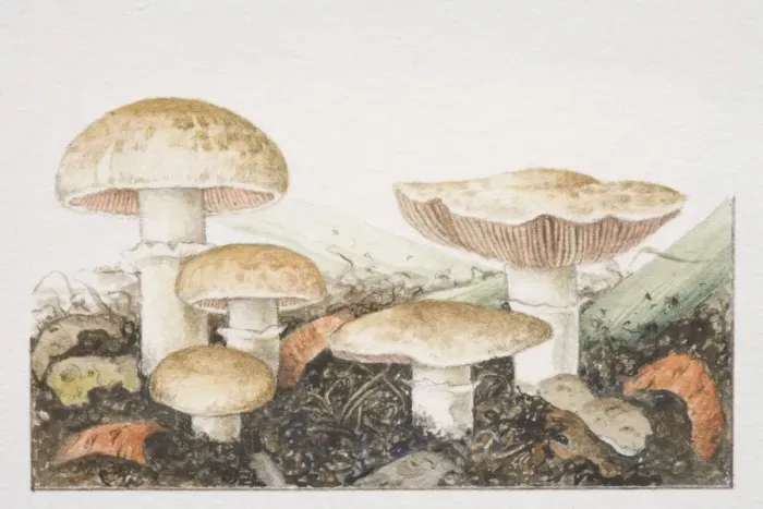 Framed Print : Agaricus bisporus, assorted Cultivated Mushrooms fruiting in rich compost