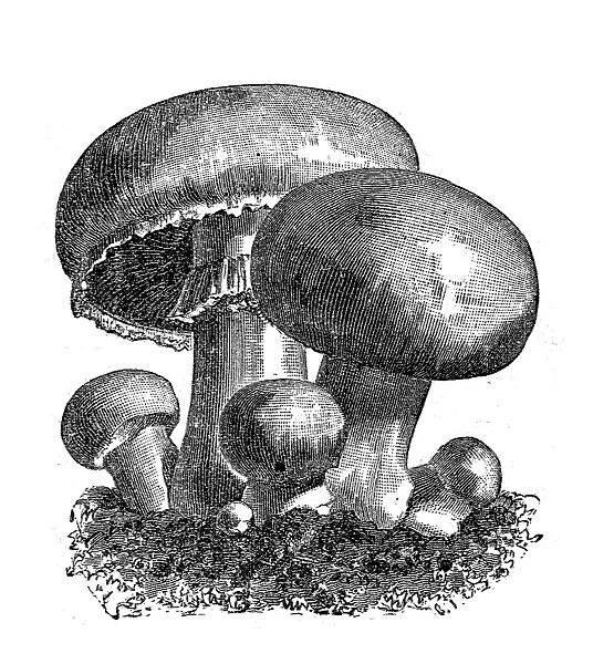 Agaricus campestris (field mushroom, meadow mushroom) champignon