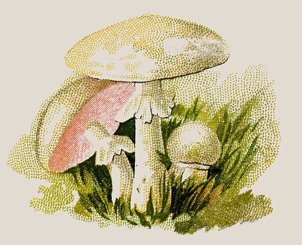 Agaricus campestris, field mushroom, meadow mushroom