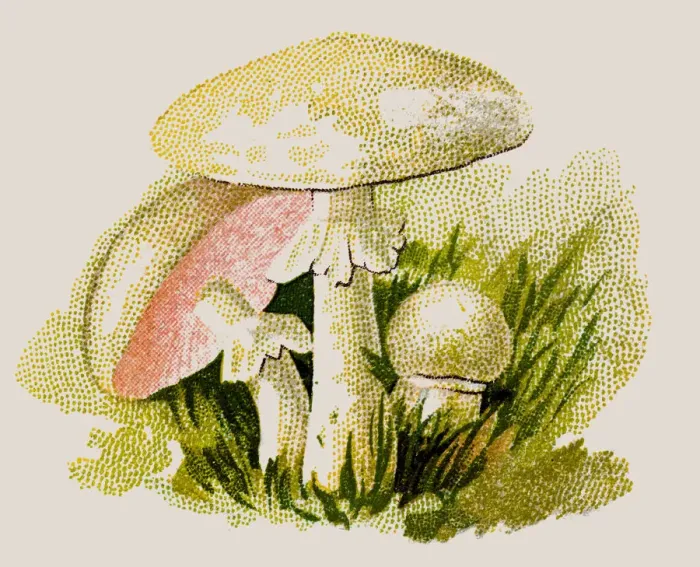 Framed Print : Agaricus campestris, field mushroom, meadow mushroom Framed Print : Agaricus campestris, field mushroom, meadow mushroom