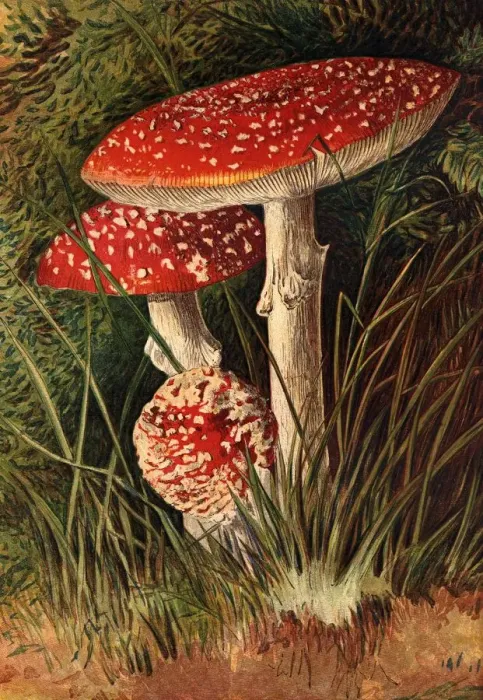 Framed Print : Agaricus Muscaricus Framed Print : Agaricus Muscaricus