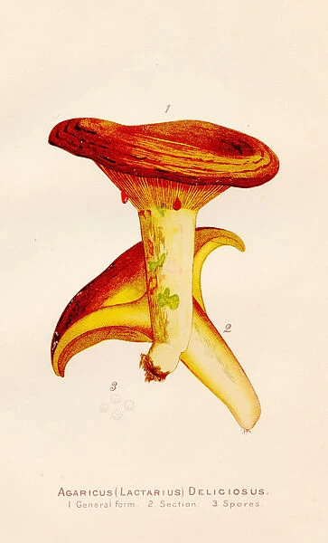 Agaricus mushroom illustration 1891