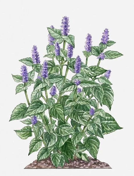 Agastache foeniculum (Anise Hyssop) with purple flowers amd green leaves on tall stems