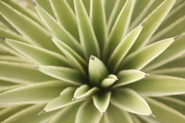 Framed Print : Agave, from above Framed Print : Agave, from above
